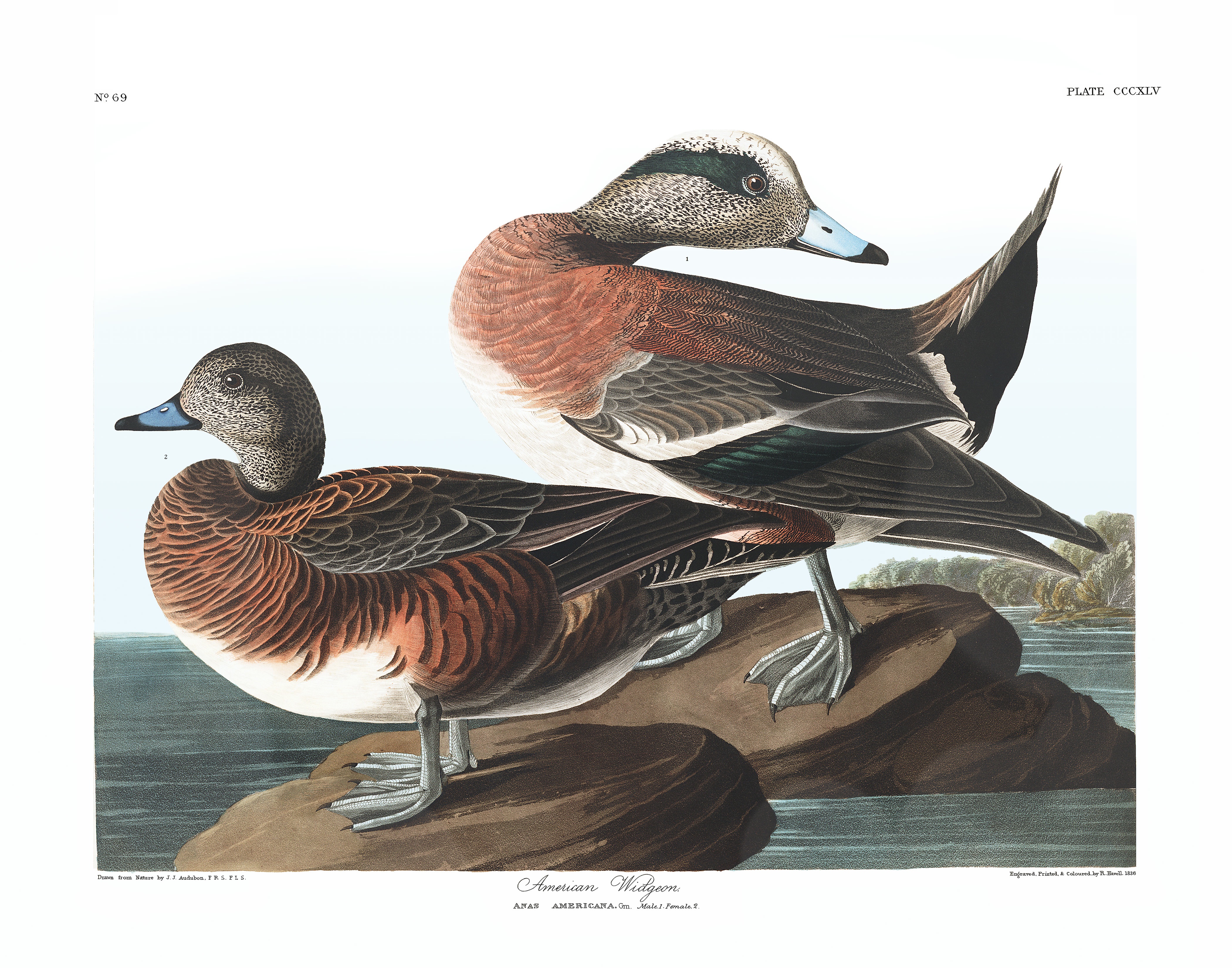 American Wigeon